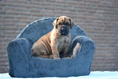 Zarko vom Hause Rawert