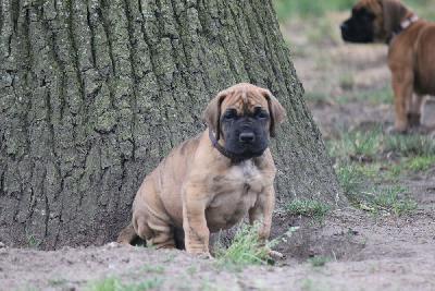 Zarko vom Hause Rawert