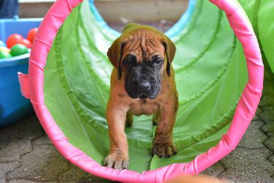 Zarko vom Hause Rawert