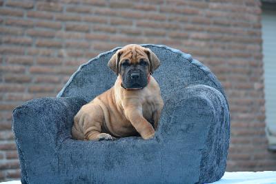 Zenzi vom Hause Rawert