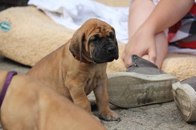 Zenzi vom Hause Rawert