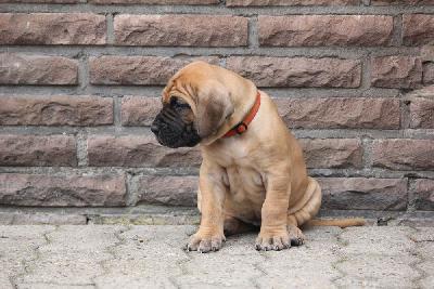 Zenzi vom Hause Rawert