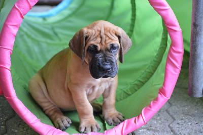 Zenzi vom Hause Rawert