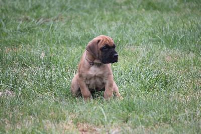 Zeta vom Hause Rawert