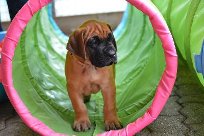 Zeta vom Hause Rawert