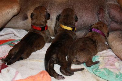 Ziska vom Hause Rawert