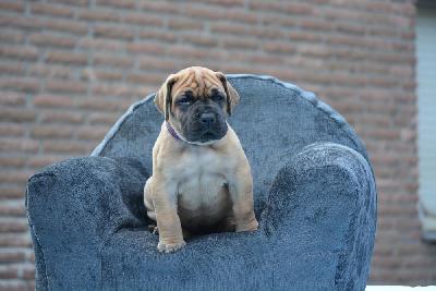 Ziska vom Hause Rawert