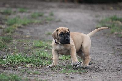 Ziska vom Hause Rawert