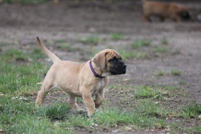 Ziska vom Hause Rawert