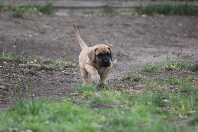 Ziska vom Hause Rawert