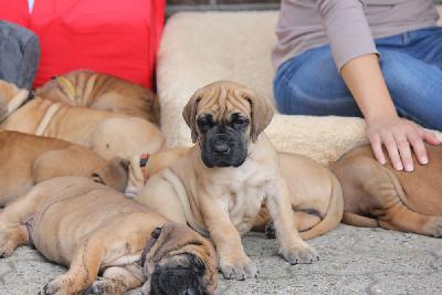 Ziska vom Hause Rawert