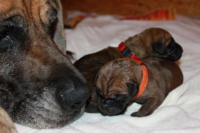 Zoetje vom Hause Rawert