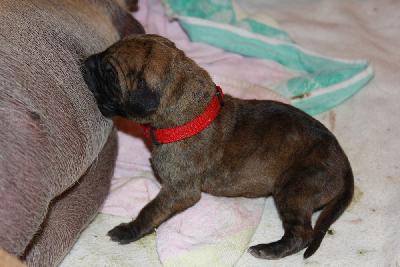 Zoetje vom Hause Rawert