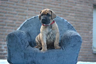 Zoetje vom Hause Rawert