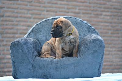 Zena vom Hause Rawert