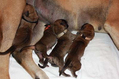 Ziva vom Hause Rawert