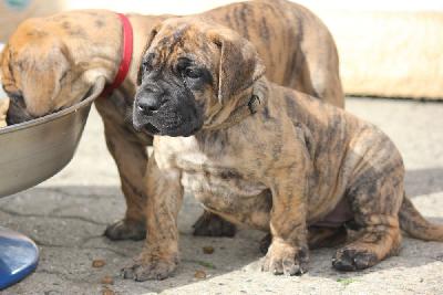 Ziva vom Hause Rawert