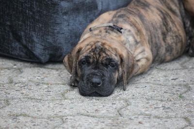 Ziva vom Hause Rawert