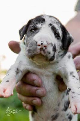 Elton vom Hause R�sch