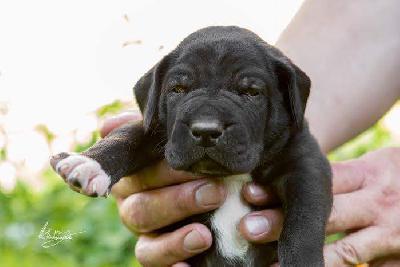 Eros vom Hause R�sch