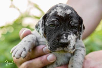 Electra vom Hause R�sch