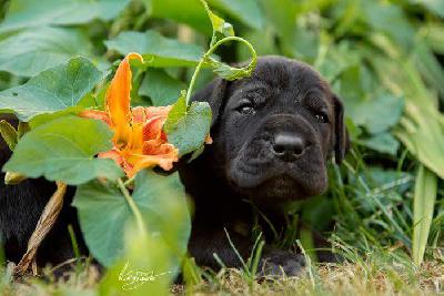 Easy vom Hause R�sch