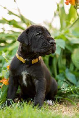 Evita vom Hause R�sch