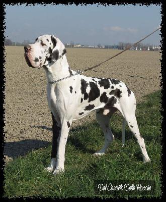 Falkor del Castello delle Rocche