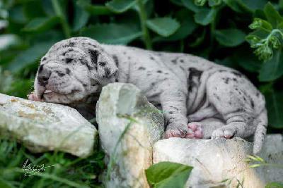 Flash vom Hause R�sch