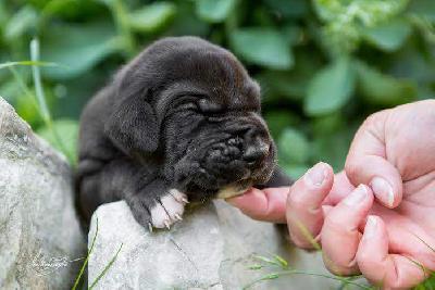 Fynn vom Hause R�sch