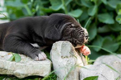 Fridolin vom Hause Rsch