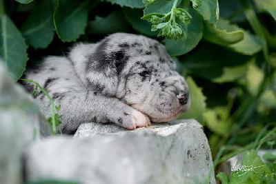 Frony vom Hause R�sch