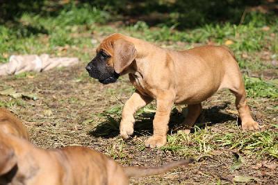 Eisb�r von den Blautannen