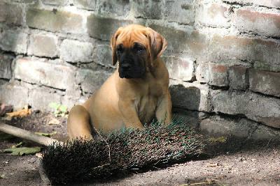 Esko von den Blautannen