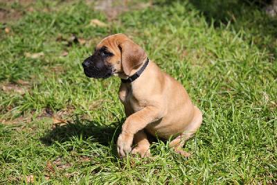 Earl von den Blautannen