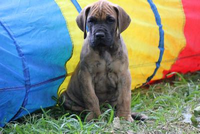 Eyck von den Blautannen