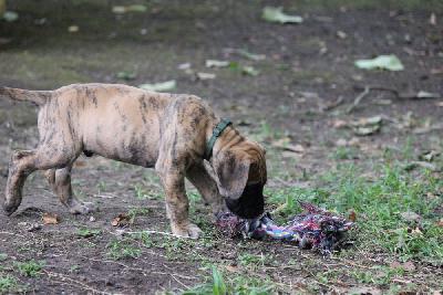 Eikos von den Blautannen