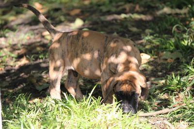 Enzo von den Blautannen