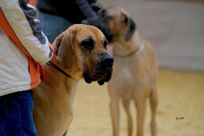 Charlotta vom Druidenhain