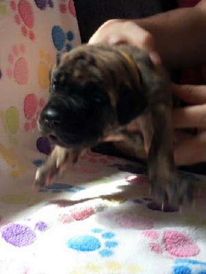 Brighid Gemma Regalis