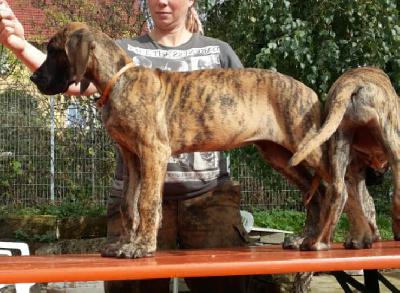 Brighid Gemma Regalis