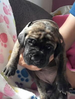 Bayonetta Gemma Regalis