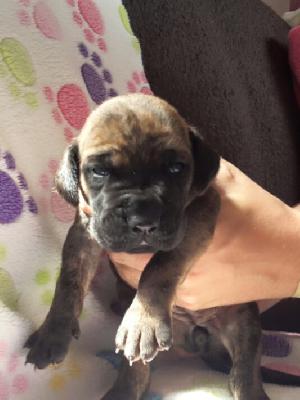 Bethesda Gemma Regalis