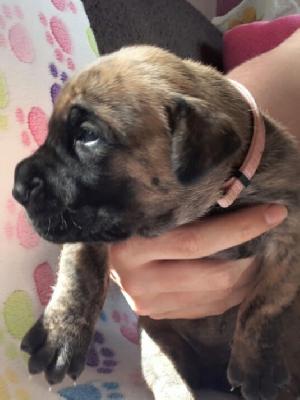 Brynhild Gemma Regalis