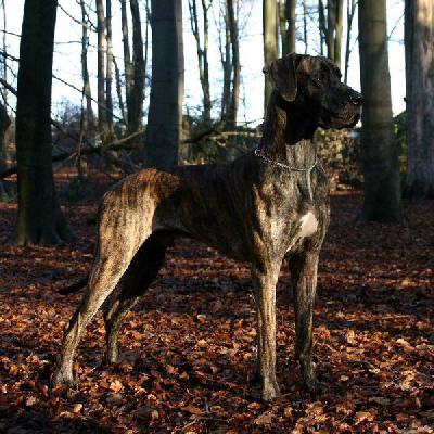 Lumpi vom Moorgarten