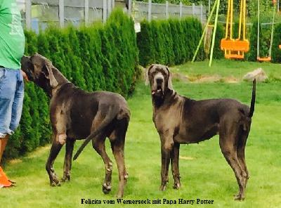 Felicita Vom Wernerseck