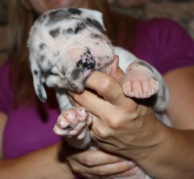 Bubbles vom Altmhlerhof