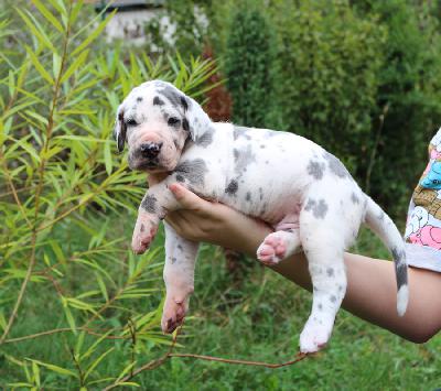 Bubbles vom Altmhlerhof