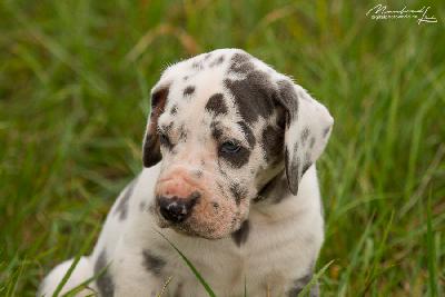 Bubbles vom Altmhlerhof