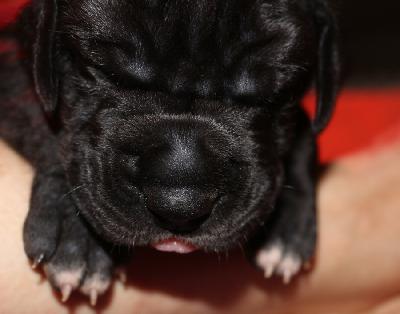 Bruni vom Altm�hlerhof